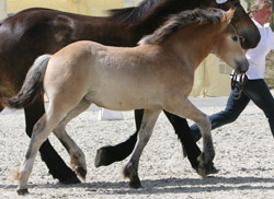 1., Kat. 113,  RhDK,  S,  28.3,  B,  Amethyst von We,  Einstein,  Verdun-Elite,  80,0 Pkt.,  Dethloff,  Holger,  Teschendorf