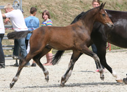 1., Kat. 88,  NF,  H,  20.4,  B,  Samba Boy,  Lamento III,  Flamenco,  82,0 Pkt.,  Lange-Meyer,  Susanne,  Zislow