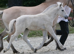 1., Kat. 89,  Fjord,  H,  16.5,  Hfalb,  Solbjor Borken,  Jokum,  Peer-Gynt,  77,5 Pkt.,  Dewitz,  Wilfried,  Penzlin