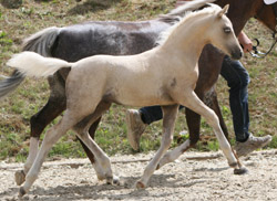1., Kat. 114,  Wel.B,  H,  15.5,  Palomino,  Sophian. Largo,  Moorkieker Gawa,  Downl.Goldfalke-E,  84,5 Pkt.,  Haugk,  Udo,  Tutow
