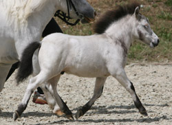 1., Kat. 99,  DPbShP,  H,  31.5,  Mschi,  Upside van de B,  Maistern-Elite,  Fury,  77,5 Pkt.,  Hollatz,  Sandra,  Seebad Heringsdorf