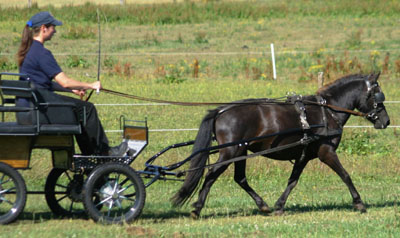 Siegerin mit Wertnote 9,06 bei den Stuten wurde in Setzin Inken vom Stepenitztal (Z.u.B.: Harald Moerke, Dalberg). Foto: Dr. Hoffmann