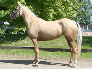 Prüfungssiegerin über alle 18 Pferde mit 8,19 und 9,13 am Sprung war die Reitponystute Daydreams Merri Legs (Z.u.B.: Zuchtgemeinschaft Tack, Jabel). Foto: Jutta Wego 