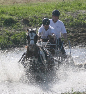 Die Kombinationswertung bei den Pony-Einspännern gewann der 15-jährige Otto Schmicker mit dem Lewitzer Paolo. Foto: Jutta Wego