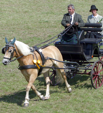 Wolfgang Raschke wurde bei seinem Heimatturnier in Spantekow Landesmeister der Pony-Einspänner. Foto: Jutta Wego