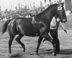 Noberine I-Tochter Schaffnerin (v. Schenkendorf) siegte bei der Reichsverbandsstutenschau in Güstrow 1937. Fotos: Repro Boesel