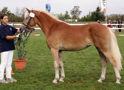 Sieger der 1-jährigen Stuten: TABEA v. liz. Sterntänzer/ Elite Askhan (Z/B: Lorenz & Elisa Rehse, Carpin).