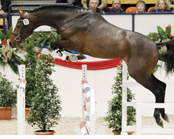 Der Holsteiner Siegerhengst des Jahres 2010, Larcon von Larimar / Contender / Corofino I. Archivfoto