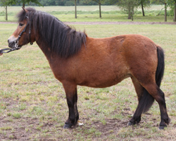 Im großen Lot der Shetlandponys in Redefin war JAKELINE v. Freesena's Black Muffin - Kobold die Beste (Besitzerin Katrin Drewes, Garlitz).