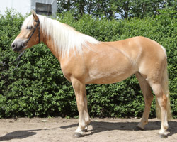 Beste PKS-Stute in Ganschow: EDINA (Edelblut-Haflinger) v. Wallenstein / Steinalm (Dieter Düse, Roggow).
