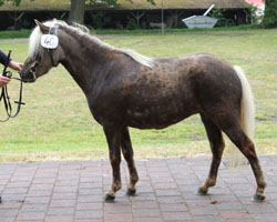 Mit Eintragungsnote 7,79 die Beste unter den Classic Ponys ist JULANTA von Krumesse (v. Blastou von Clus / Jaimy), die Dirk Lueth, Krumesse als Züchter in Redefin ausstellte. Die Vorzüge der 110 cm großen Stute liegen in ihrem beneidenswerten Typ der mit 9,00 bewertet wurde. 