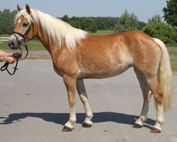Die mit 7,78 am höchsten bewertete Haflinger Stute stellten Reinhard und Erika Bickmann (Werder) als Züchter in Göhren-Lebbin aus. SASKIA v. Steinmandl-F / Arlberg erhielt eine Eintragungsnote von 7,78 und ist ein brillantes Vorderpferd mit bestem Gesicht und schönem Kopf. 