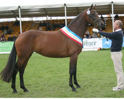 Mecklenburger Siegerstute des Geburtsjahrgangs 2007 wurde die Samba Hit / Wolkentanz II-Tochter SAMBAFEE aus der Zucht und dem Besitz von Rüdiger Tremp, Stülow. Foto: Jutta Wego