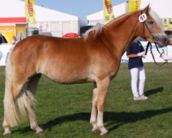 Bei der Haflinger-Jungpferdeschau 2009 in Mühlengeez ging die Nando / Almfürst-Tochter Elanda aus dem Besitz von Lorenz Rehse (Carpin) bei den Dreijährigen als Siegerin hervor.