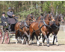 Mario Schildt mit neuem Viererzug Schweres Warmblut.