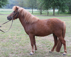 Die dreijährig Shetlandponystute MILENA v. Milano von Obernissa / Evert v.d.Lindehoeve (Züchter Elisabeth & Gisbert Koch, Setzin,  Besitzer Iris & Jürgen Delfs, Nehms) wurde mit Wertnote  8,13 Zweite bei der Fahrprüfung in Setzin. Foto: Jutta Wego. 