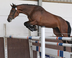 Mit ganz viel Vermögen ausgestattet, sprang die Champion De Cord-Stute Chandela in Tentzerow zum Sieg. Fotos: Jutta Wego