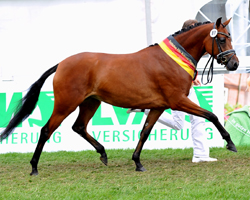 Siegerstute Deutsches Elite-Stutenchampionat, Samba de Ricarda WE. Foto: Tanja Becker