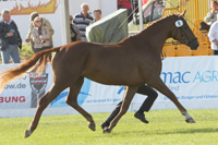 StPrSt. CAPRICE v. Caravazzo / Lomber (Björn Baumgart, Alt Negentin).