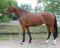 Auch SONATE v. Sunny-Boy-Admiral-Humbert/T. erreichte in Zierow mit 7,79 den Schwellenwert zur Teilnahme an der Landes-Elitestutenschau (Siegfried Arndt, Garvsmühlen).