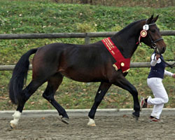 Siegerhengst der 7. Mitteldeutschen Körung der Rasse Schweres Warmblut 2011 von Celtis - Millionär. Züchter: Frank Bertulis, Rennersdorf; Besitzer: Uwe Mahn, Nobitz. Foto: Peter Tendler