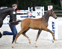 Blue Hors Romanov stellte das Siegerstutfohlen. Foto: Becker 