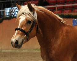 In Sommerstorf bekommt der PKS-Siegerhengst von Redefin 2011 einen erneuten Auftritt. World-Dancer v. World-Cup steht auf der SAtation Buchholz in Grazow. Foto: Wego