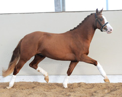 Steendieks Paradiso war das bewegungsstärkste Pony der Körung und erzielte den Spritzenpreis von 31.000 Euro. Foto: Stiller