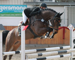 Mit toller Springtechnik und zwei Siegen ließ die Cellestial-Stute Cartagena unter Katrin Schmidt aufhorchen. Foto: Jutta Wego