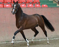 Niederländischer Reitponyhengst v. Heitrak's Marvi / Vita Nova's Gol (Günter Helm, Eldena). Foto: Jutta Wego
