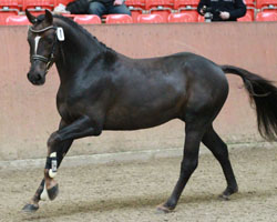 Deutsches Reitpony v. Charivari (Welsh B) / Recaro (Diedrich Fick, Buxtehude). Foto: Jutta Wego