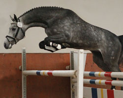 Oldenburger Springpferd v. Calico / Quidam’s Rubin / Pilox (Ulrich Schnoor, Bad Bramstedt). Foto: Jutta Wego