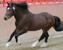 Welsh Cob Hengst v. Cockmoor Brenin Ebrill (Frank Päuser, Klein Vielen). Foto: Jutta Wego