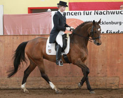 Einen guten Eindruck hinterließ in heimischer Halle auch Anne Blank mit Pik Dame L, die im St. Georg Spezial Vierte wurde. Foto: Wego