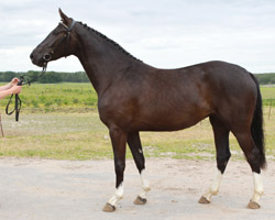 BAFFY (7,90) von Baloubrie / Wind Dancer / Ussuri xx (Eike Schacht, 17213 Kisserow )