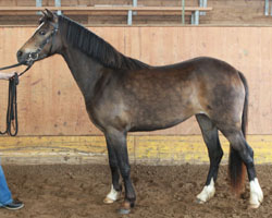 STRATHIES BANJA (7,51) von Galileo / Banjo (Claudia Dähmlow, 18334 Lindholz)