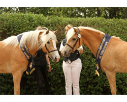 Die beiden Spitzen bei der Haflinger-Stutbuchaufnahme in Ganschow: rechts Gesamtsiegerin Daliyah-Derin v. Santana, links Haflinger Siegerin Aika. Foto: Kohl