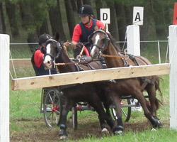 Als jüngster Teilnehmer mit 17 Jahren belegte Felix Dallmann aus Friedland in der Kombinierten Ponyprüfung beim Norddeutschen Ländervergleich in Klein Marzehns einen hervorragenden 3. Platz. Foto: Jutta Wego