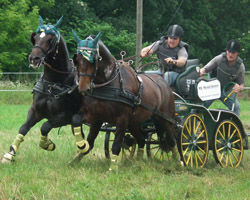 Der 33-jährige Mario Schildt aus Groß Nieköhr hat mit den Pferden Valli und Varus die Kombinierte Prüfung Klasse M für Pferde beim Norddeutschen Ländervergleich in Klein Marzehns gewonnen. Foto: Jutta Wego