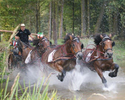NRW-Kaltbluttag auf der Reitsportanlage Surenburg. Foto: Meenen