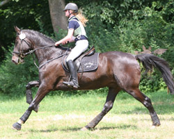 Den 3. Platz bei den Vielseitigkeitspferden belegt derzeit Late-ness (Latimer x Marlesko xx) den Jutta & Franz Wego, Dummerstorf gezogen haben. Lara Bergmann (Poel) hat ihn unter dem Sattel. Foto: Wego