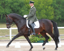 Bei den Mecklenburger Dressurpferden liegt der achtjährige Redefiner Hengst Lewitz (Lord Sinclaire III / Golftrom II) an der Spitze, den Roland Volkmann reitet. Bernd & Helga Voß aus Ritzerow haben ihn gezogen. Foto: Jutta Wego