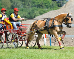 Bestes Mecklenburger Pony an den Leinen des Einspänners von Patrick Hanisch ist der 13-jährige Haflinger Moses, der bei Werner & Holger Reimer in Zarnewanz gezogen wurde. Foto: Skolorz