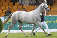 StPrSt. D'LORIEN v. D'Olympic / Admiral (Swantje Pachur, Rupensdorf).