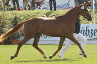 StPrSt. SUNSHINE v. Saryno / Drako (Christian Henning, Hohenmocker).