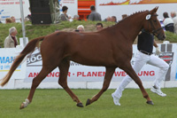 StPrSt. SEEROSE v. Sergeant Pepper / Anrit (Ulrike Franz, Ratzeburg).