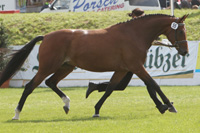StPrSt. SONATA v. Sunny-Boy / Admiral (Siegfried Arndt, Garvsmuehlen).