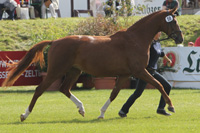 StPrSt. WHISPER v. World Pleasure / Duros (Rick Granzow, Rumpshagen).