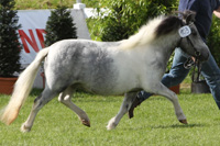 Shetland StPrSt. SUSANN (2. Pl.) v. Supervisor van de Achterhoek (E.& G. Koch, Setzin).