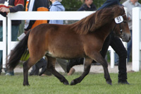 Shetland StPrSt. TANJA (3. Pl.) v. Falk of Baltic /Acorn Copper (Martina Kessen, Quickborn).